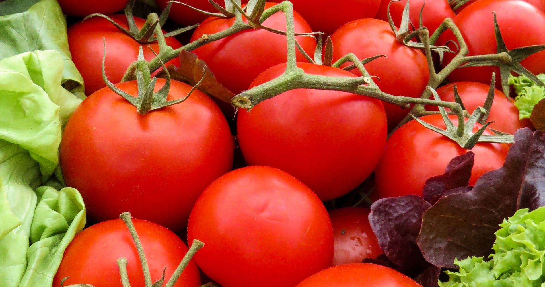Tomatoes