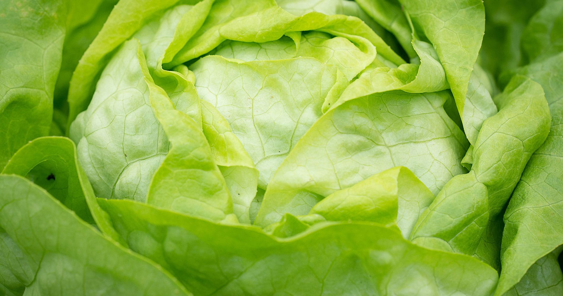Lettuce