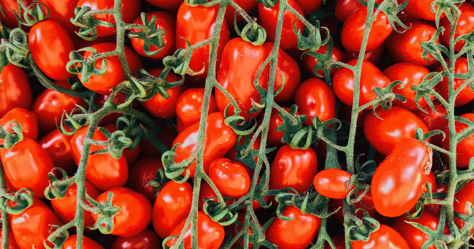 Tomates Roma