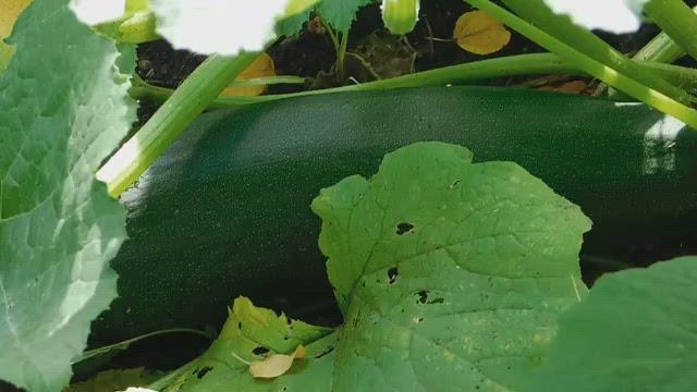 Zucchini-2