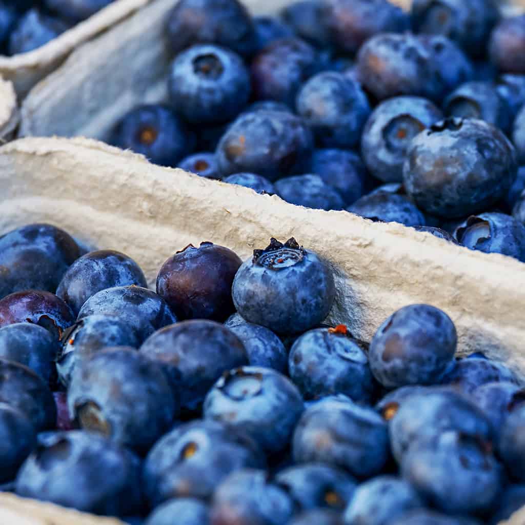 Blueberries