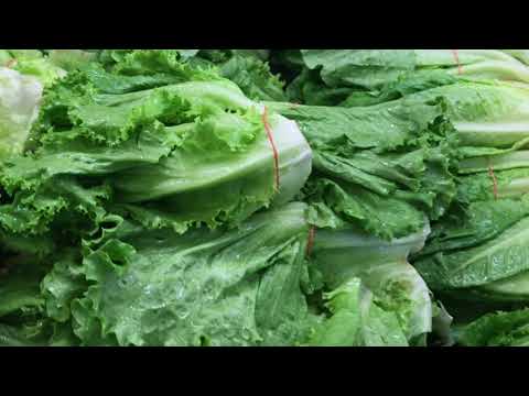 Lechuga-2