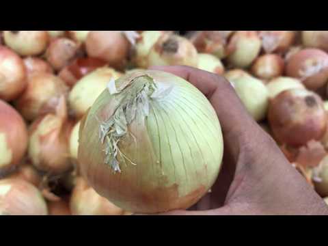 البصل-3
