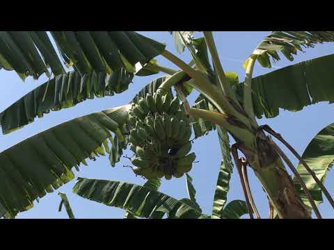 Bananes-2