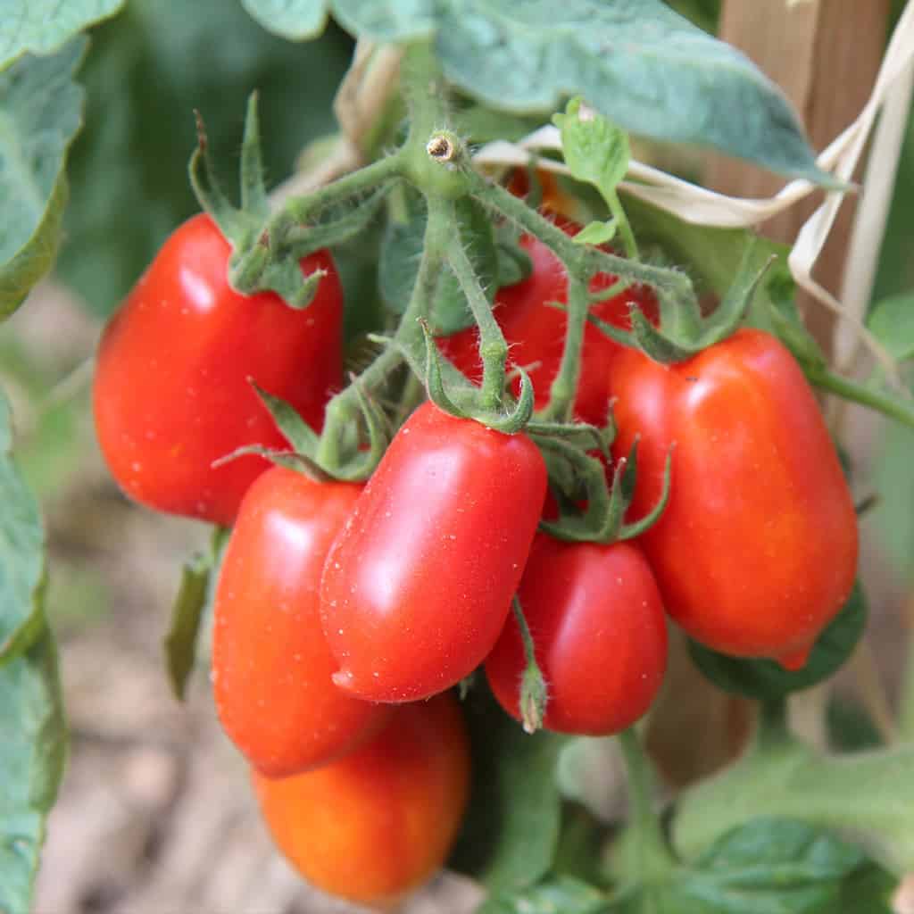 Roma-Tomaten